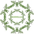 Boswellia in color, LM 16-5