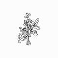 Boswellia flowers and leaves. Perfumery, cosmetics and medical plant. Hand drawn illustration