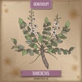 Boswellia sacra aka frankincense color sketch on vintage background.