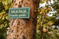 Boswellia serrata tree with plate with its name