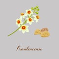 Boswellia tree flowers. Fankincense tree