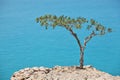 Boswellia tree (Frankincense tree)