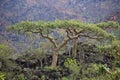 Boswellia tree Frankincense tree