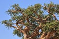 Boswellia tree Frankincense tree