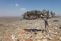 Boswellia tree (Frankincense tree) Royalty Free Stock Photo