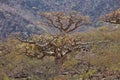 Boswellia tree (Frankincense tree)