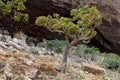 Boswellia tree (Frankincense tree)