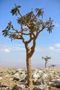 Boswellia tree (Frankincense tree)