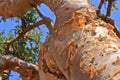 Boswellia tree - Frankincense tree