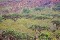 Boswellia tree Frankincense trees