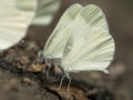 Boswitje, Wood White