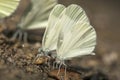 Boswitje, Wood White