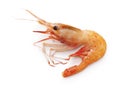 Botan shrimp  Pandalus nipponensis Royalty Free Stock Photo