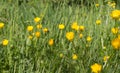 Botanic and ecology - beautiful meadow with buttercups and grass, outdoors Royalty Free Stock Photo