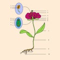 Botanic, flower morphology