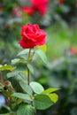 Rose flowers in Botanic park of Cluj Napoca, Romania