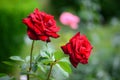 Rose flowers in Botanic park of Cluj Napoca, Romania