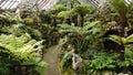 Botanic garden Fernery.