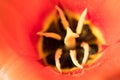 Tulipa `Orange Emperor` flowers in bloom in spring sunshine.