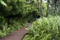 Botanic garden wooden path Taipei