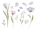 Set watercolor elements of flowers collection garden blue, spring flowers, leaves, petals.