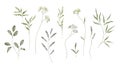 Set watercolor elements of white spring herbs collection garden, twig, leaves.