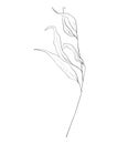 Botanic outline floral branch, leaves. Hand drawn floral abstract pencil sketch