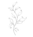 Botanic outline floral branch, leaves. Hand drawn floral abstract pencil sketch