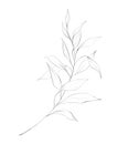 Botanic outline floral branch, leaves. Hand drawn floral abstract pencil sketch