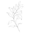 Botanic outline floral branch, leaves. Hand drawn floral abstract pencil sketch