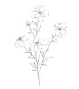 Botanic outline wildflower. Hand drawn floral abstract pencil sketch field flower