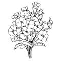 botanic primrose collection branch of leaf buds natural collection coloring page floral bouquets engraved ink illustration.