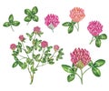 Botanic realistic watercolor hand made illustration of red clover trifolium pratense Royalty Free Stock Photo