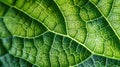 Botanic Tapestry: Microscopic Marvels of a Green Leaf