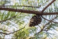 Botanica: pine cone among young branches close, Sunny summer day in the wild forest Royalty Free Stock Photo