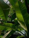 botanica tropics garden banana trees in greenhous