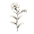 Botanical Accuracy: White Flower Drawing With Nostalgic Charm Royalty Free Stock Photo