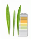 Botanical Analysis of Green Leaf Color with Swatch Chart Royalty Free Stock Photo