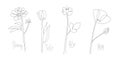 Botanical arts. Flower set. Continuous one line drawing. Peony, rose, tulip, poppy. Abstract hand drawn flower by one Royalty Free Stock Photo