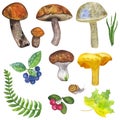 Botanical autumn forest set: edible mushrooms, leaves and berries, fern, snail, grass, cranberry, mountain ash. Hand Royalty Free Stock Photo