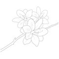 botanical azalea drawing, the national flower of Nepal drawing, rhododendron sketch. simple azalea flower drawing