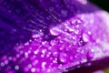 Botanical backdrop made of wet petal of gladsiolus flower with water dew drops on summer Royalty Free Stock Photo