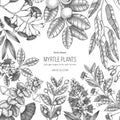 Botanical background with beautiful myrtle plants sketches. Hand drawn feijoa, Eucalyptus, tea tree, guava, myrtus drawings. Exoti Royalty Free Stock Photo