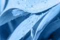 Botanical background in classical blue 2020 year color with wide smooth leaves and shining water drops on it.