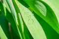 Botanical background with close up view of green wide green leaf with little shining waterdrops on bright sunlight Royalty Free Stock Photo