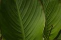 Botanical background with energetic green tropical leaf textures.