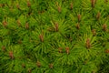 Botanical background - flowering pine trees in spring. beautiful well-kept garden