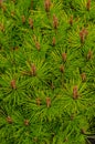 Botanical background - flowering pine trees in spring. beautiful well-kept garden