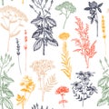 Botanical background with hand drawn spices and herbs. Decorative colorful backdrop with vintage medicinal plants sketches. Herbal