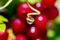 Botanical background made of large water drop with reflection of red currant berries. Concept Royalty Free Stock Photo